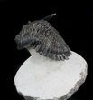 Flying Hollardops Trilobite - Great Eyes #36849-3